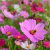 Cosmos
