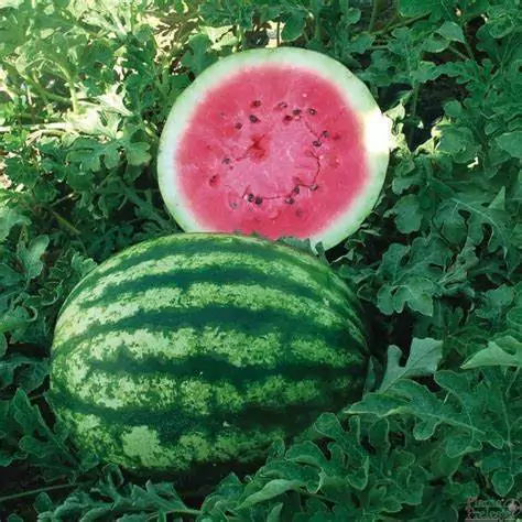 Sandía Crimson Sweet