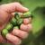 Cucamelon