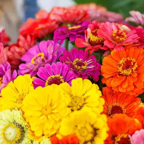 Zinnia Gigante Flor de Dalia - comprar online