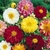 Dalia Dobles y Simples Mix - comprar online