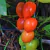 Cherry Datterino - comprar online