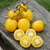 Tomate De Barao Golden