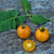 Cherry Gold Nugget - comprar online