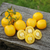 Tomate De Barao Golden - LA HUERTA ORGÁNICA SEMILLAS