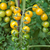 Cherry Gold Nugget en internet