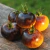 Tomate Stripes of Yore en internet