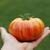 Tomate Beauty King - comprar online