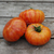 Tomate Beauty King - tienda online