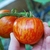 Tomate Red Zebra en internet