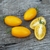 Cherry Dátil Amarillo - comprar online