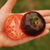 Tomate Indigo Blue Apple en internet