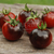 Cherry Indigo Rose - comprar online