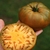 Tomate Uluru Ochre - comprar online
