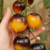 Tomate Belle Coeur - tienda online