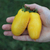 Tomate Banana Legs - tienda online