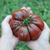 Tomate Negro Ruso - LA HUERTA ORGÁNICA SEMILLAS