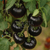 Imagen de Tomate Belle Coeur