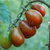 Cherry Trufa de Chocolate en internet