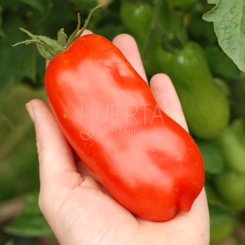 Tomate San Marzano