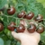 Cherry Mini Kumato - LA HUERTA ORGÁNICA SEMILLAS