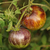 Tomate Alices Dream - comprar online