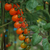 Cherry Perita Naranja (Santorange) - comprar online