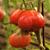 Tomate Ivan Kupala - comprar online