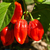 Chile Habanero Rojo Grande en internet