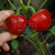 Micro Morrón Rojo