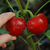 Micro Morrón Rojo - comprar online