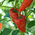 Pimiento del Piquillo - comprar online