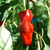 Pimiento del Piquillo en internet
