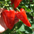 Pimiento del Piquillo - tienda online