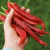 Ají Cayena Rojo - Long Slim - comprar online