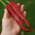 Imagen de Ají Cayena Rojo - Long Slim