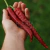 Ají Cayena Rojo - Long Slim - comprar online