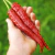 Ají Cayena Rojo - Long Slim - comprar online