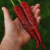 Imagen de Ají Cayena Rojo - Long Slim