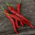 Imagen de Ají Cayena Rojo - Long Slim