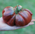 Imagen de Tomate Negro Ruso