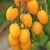 Cherry Dátil Amarillo
