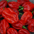 Chile Habanero Rojo Grande - tienda online