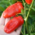 Pimiento Snack Rojo en internet