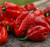 Chile Habanero Rojo Grande