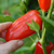 Pimiento Snack Rojo - LA HUERTA ORGÁNICA SEMILLAS