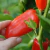 Pimiento Snack Rojo - LA HUERTA ORGÁNICA SEMILLAS