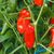 Pimiento Snack Rojo - tienda online