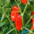 Pimiento Snack Rojo - tienda online