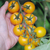 Cherry Gold Nugget - tienda online
